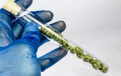 Critical Precision Cannabis Dosage Technology