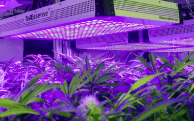 AEssenseGrows: A Perfect Symphony Of Precision Cannabis Agriculture