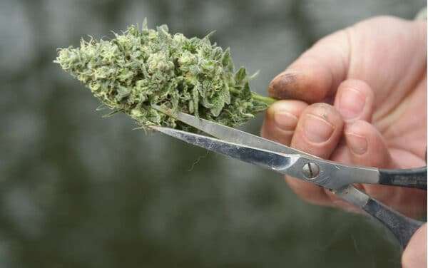 Exploring the Trim: A Comprehensive Guide to Cannabis Trimming Methods and Machines