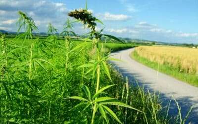 Carell Lehrburger: America’s #1 Cash Crop Revisited with Hemp