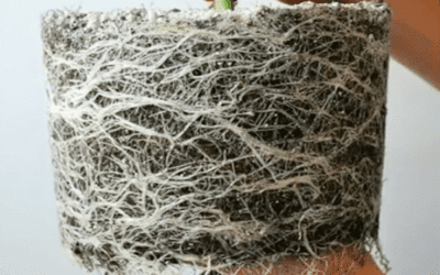 Living Soil: A Complete Philosophy of Natural Cannabis Cultivation