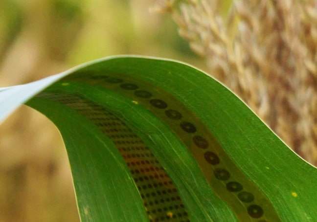 plant tattoo sensors