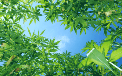 Commercialization of Hemp-based Bioplastics