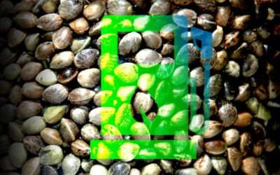 Effective Hemp Biofuels: Driving Toward a Greener Future
