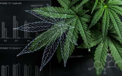 The Future of Advanced Cannabis Profiling for Effective Compound Accuracy