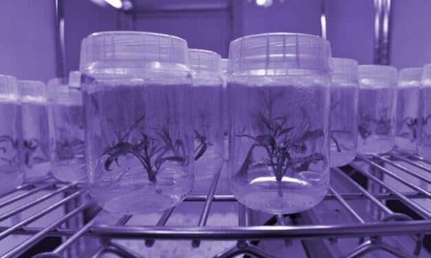 Cannabis Micropropagation