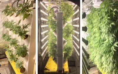 The Great Potential for Vertical Cultivation in Indoor Cannabis Production