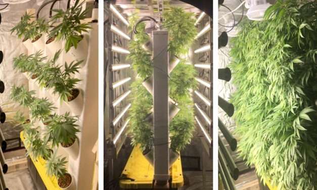 The Great Potential for Vertical Cultivation in Indoor Cannabis Production