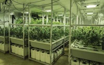 Effective Strategies for Precision Indoor Cannabis Grows