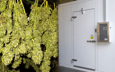 Proper Cannabis Curing Critical for Quality