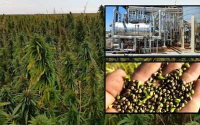 Hemp Producer Eyes Bigger Target