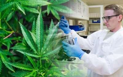 Discover Advanced Hydrodynamic Cannabis Extraction
