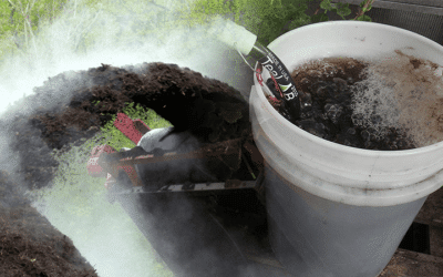 Comprehensive Exploration of Compost Tea for Cannabis