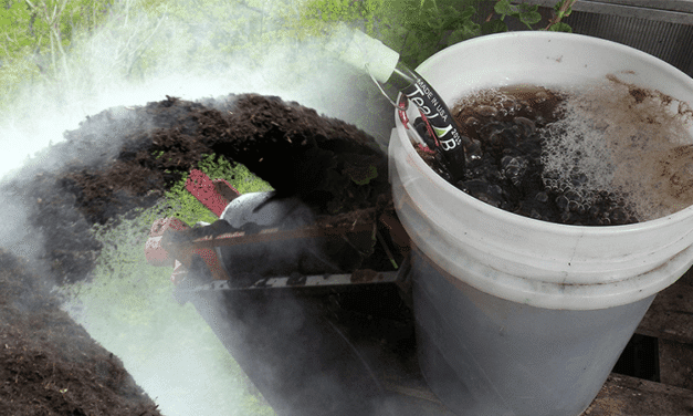 Comprehensive Exploration of Compost Tea for Cannabis
