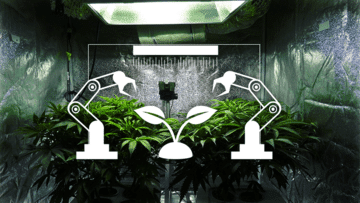 Intelligent Automation for Consistent Cannabis