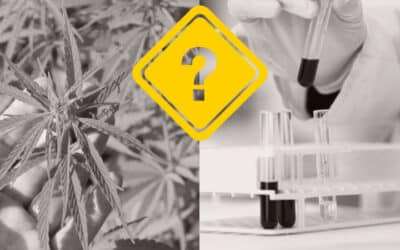 Addressing Cannabis Testing Concerns: Effectively Putting Safety First