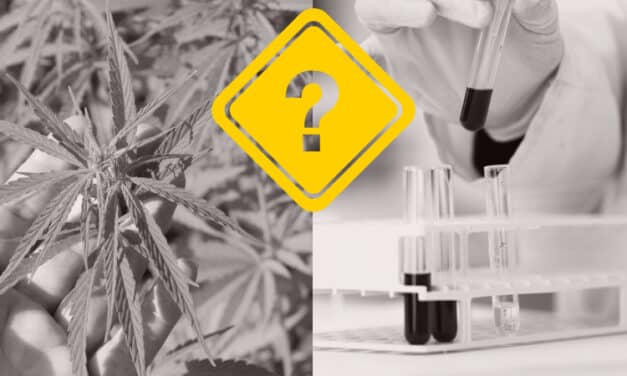 Addressing Cannabis Testing Concerns: Effectively Putting Safety First
