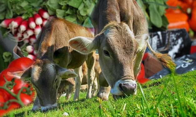 Sustainable and Veteran-Friendly Farming
