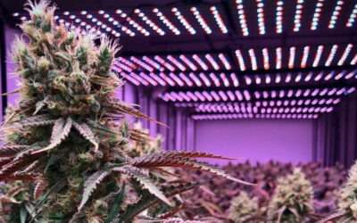 4 Factors to Make Sense of a Grow Light Datasheet