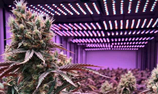 4 Factors to Make Sense of a Grow Light Datasheet