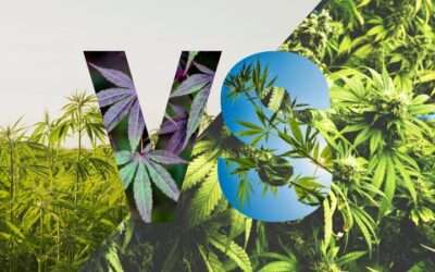 Cross-Pollination: Effective at Putting 2 Industries At Odds