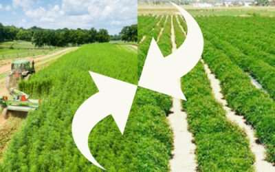 Industrial Hemp Vs. CBD Hemp: Defining the Differences