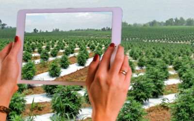 Innovative Monitoring Systems for Outdoor Hemp Cultivation
