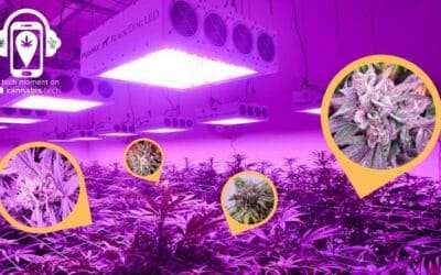 Harnessing the Light Spectrum – Black Dog LED