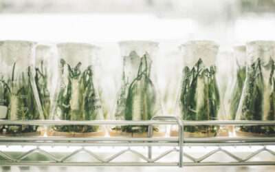The Urgent Need for Biologists in the Cannabis Industry 