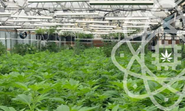Introducing EcoGen Laboratories – Excellence in CBD Finished Goods
