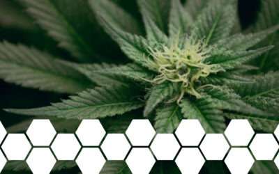 Introducing 2 Cannabis Flavonoids – Part of the Effective Entourage