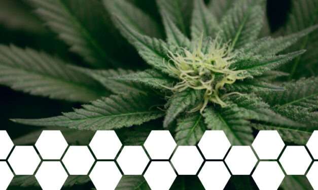 Introducing 2 Cannabis Flavonoids – Part of the Effective Entourage