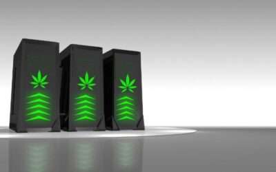 Confident Cannabis – What’s in a Strain?