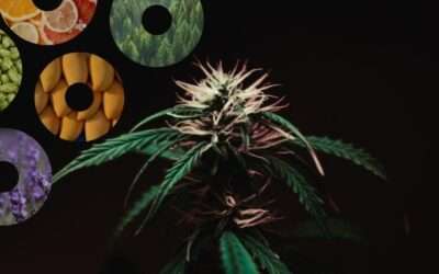 How is High Terpene Full Spectrum Extract Made?