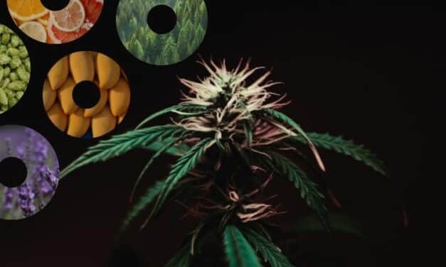 How is High Terpene Full Spectrum Extract Made?
