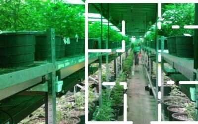 5 Effective Tips for Designing A Commercial Cannabis Grow Room