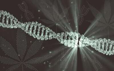 Can DNA Tests Determine Cannabis Compatibility?