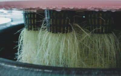 What is Aeroponic Cannabis Cultivation?