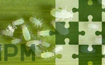 Low-Tech Pest Management Solutions