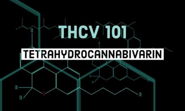 What is Tetrahydrocannabivarin (THCv)? No Longer a Minor Cannabinoid