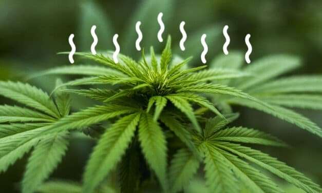 Powerful Odor Neutralization in Commercial Cannabis Cultivation