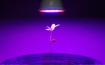 Hemp Lighting Research Facility Shines Light on Cannabis Cultivation