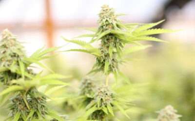 Stressing Cannabis for Stronger Plants & Higher Yields
