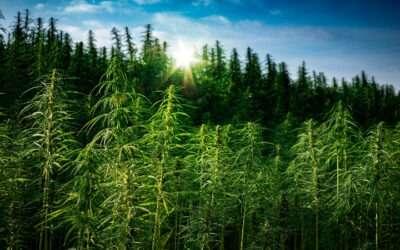Innovative Hemp Technologies: Fresh Ideas in a Transformed Landscape