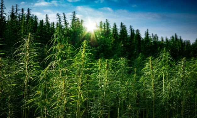 Innovative Hemp Technologies: Fresh Ideas in a Transformed Landscape