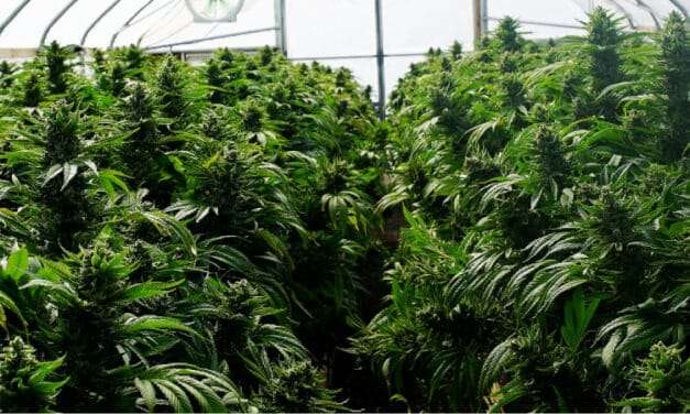 Using Controlled Atmosphere Cannabis Cultivation