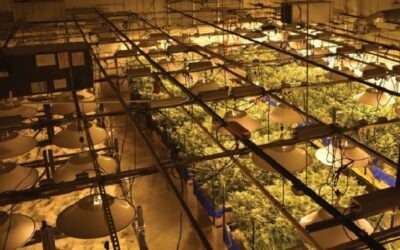 Lift and Grow System is Lifting Profits for Cannabis Companies