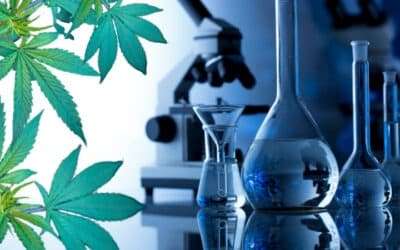 3 Popular Cannabis Extraction Technologies