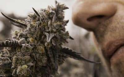 ABSTRAX Discovers Gassy Terpenes, Unlocks “The Gas”