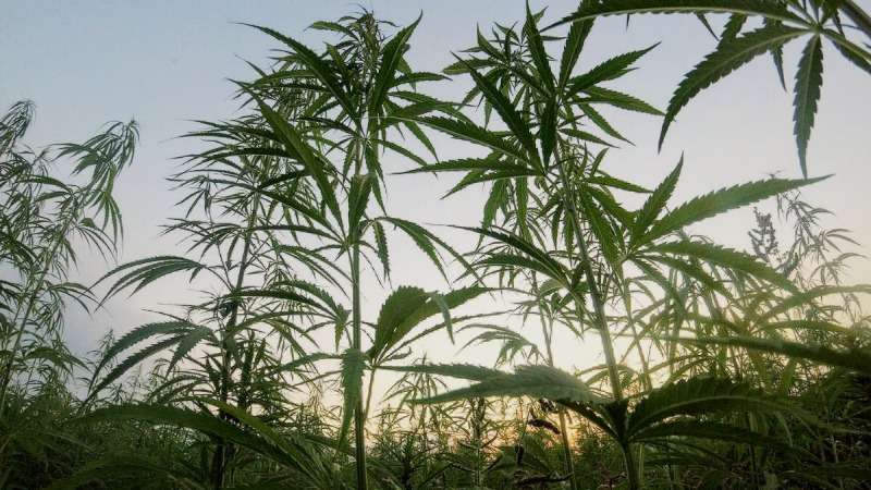hemp fabrics, hemp fields,
